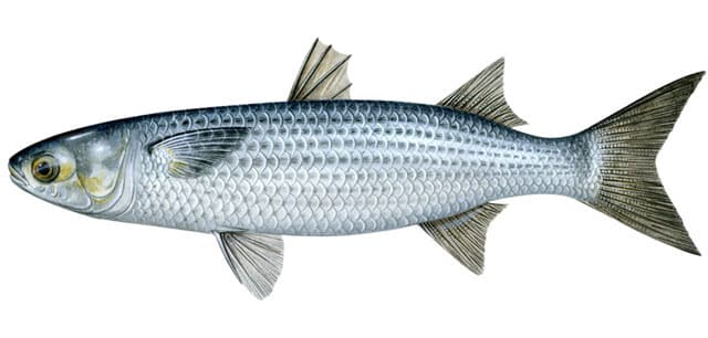 Ama Fish (Cod)