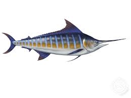 Blue Marlin