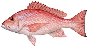 Red Snapper